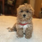 Oka-female-maltipoo-puppy-for-sale-1 (5)
