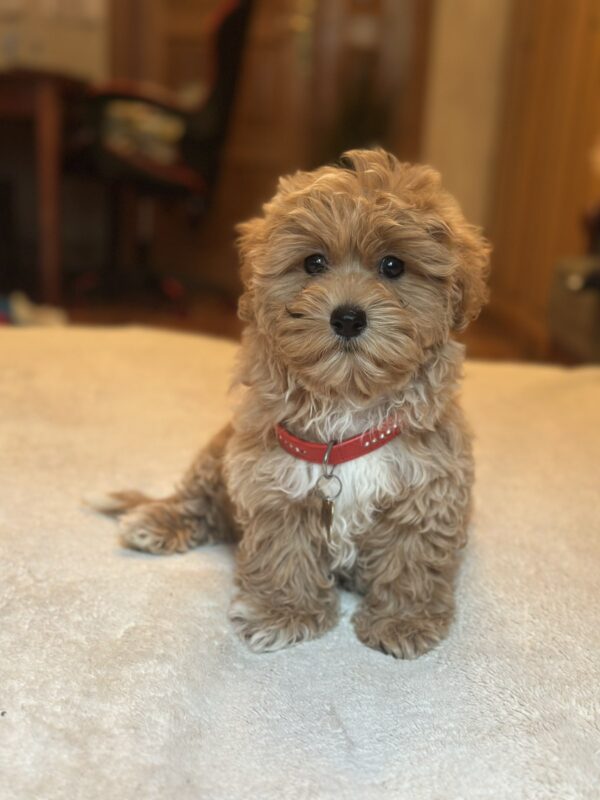 Oka Maltipoo Oka Maltipoo
