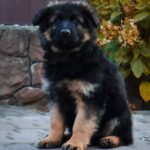 Olivia-female-German-Shepherd-puppy-for-sale-1