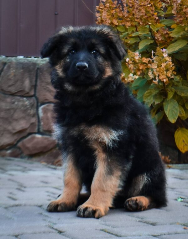 Olivia German Shepherd Olivia German Shepherd