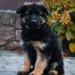 Olivia-female-German-Shepherd-puppy-for-sale-2