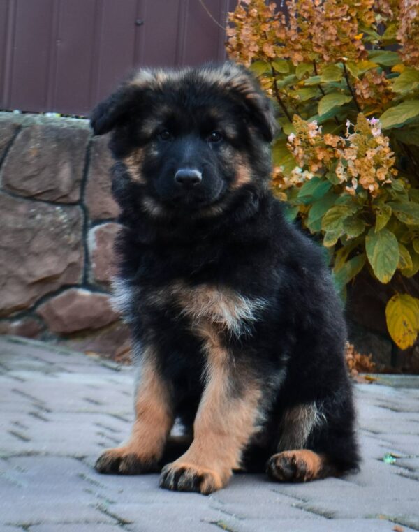 Olivia German Shepherd Olivia German Shepherd