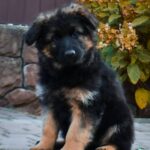 Olivia-female-German-Shepherd-puppy-for-sale-3