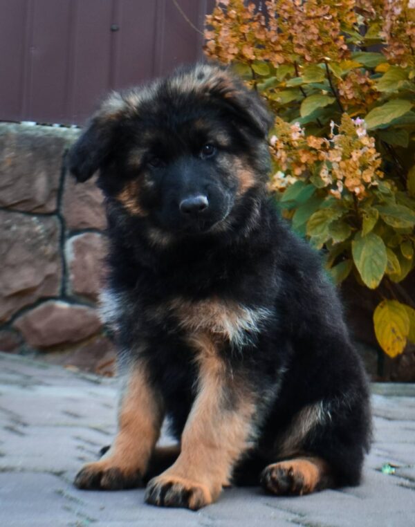 Olivia German Shepherd Olivia German Shepherd