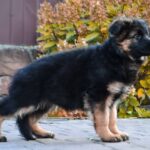 Olivia-female-German-Shepherd-puppy-for-sale-4