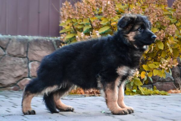 Olivia German Shepherd Olivia German Shepherd