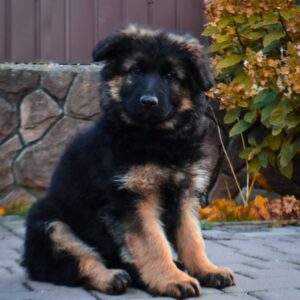 Olivia German Shepherd