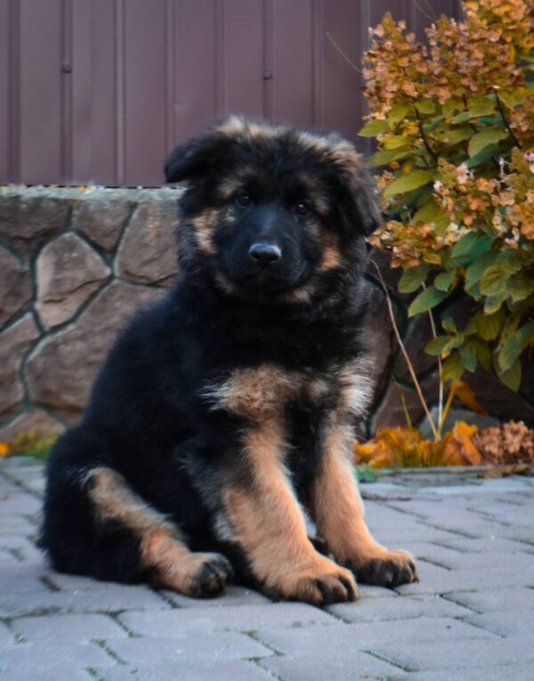 Olivia German Shepherd Olivia German Shepherd