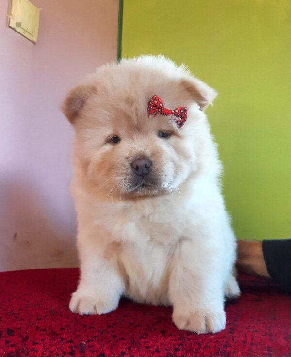 Olphara Chow-Chow