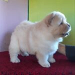 Olphara-female-Chow-Chow-puppy-for-sale-2
