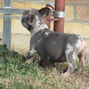 Pandora French Bulldog