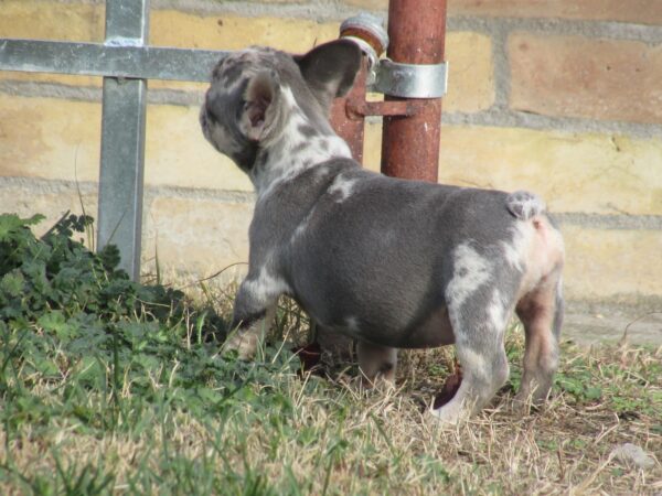 Pandora French Bulldog