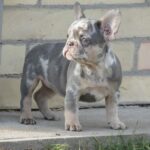 Pandora-female-french-bulldog-puppy-for-sale-1 (2)