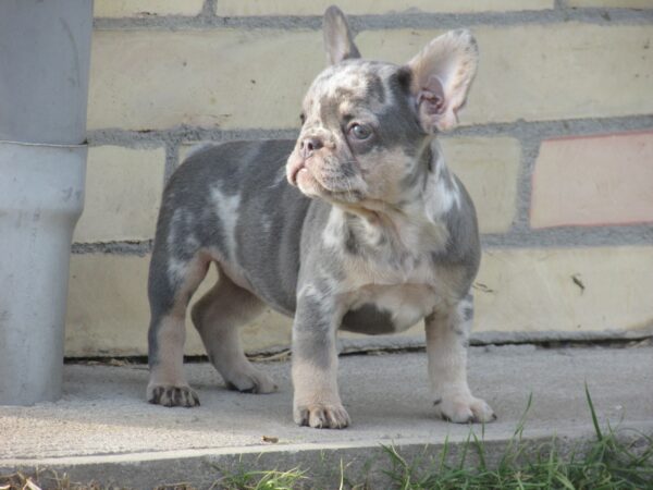 Pandora French Bulldog