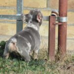 Pandora-female-french-bulldog-puppy-for-sale-1 (3)