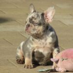 Pandora-female-french-bulldog-puppy-for-sale-1 (4)