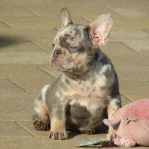 Pandora French Bulldog