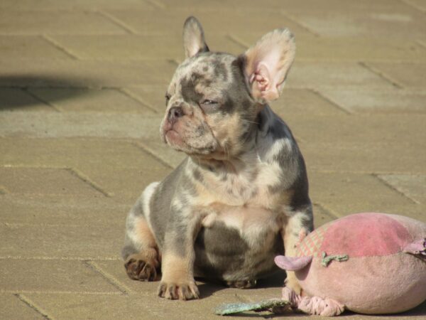 Pandora French Bulldog
