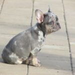 Pandora-female-french-bulldog-puppy-for-sale-1 (5)
