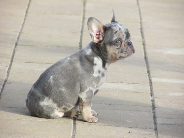 Pandora French Bulldog