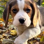 Patrik-male-Beagle-puppy-for-sale-1