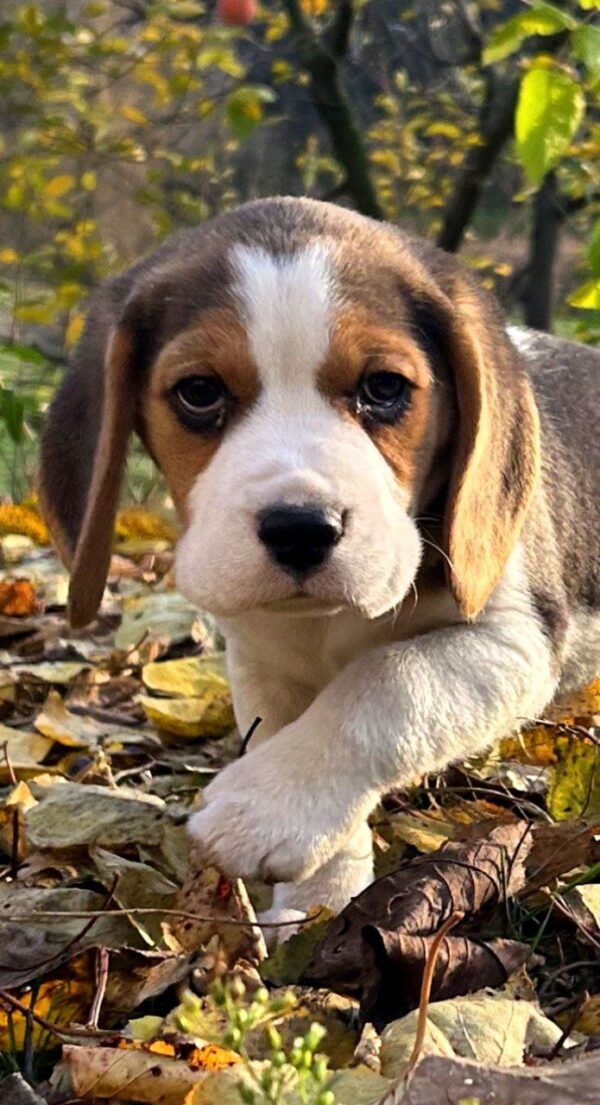 Patrik Beagle Patrik Beagle