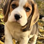 Patrik-male-Beagle-puppy-for-sale-2