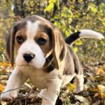 Patrik-male-Beagle-puppy-for-sale-3