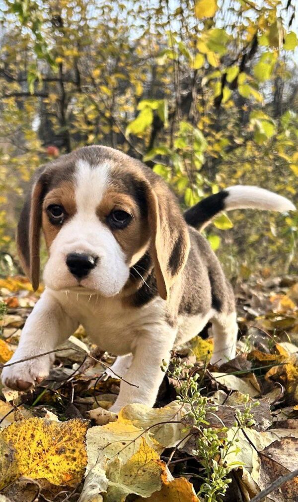 Patrik Beagle Patrik Beagle