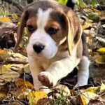 Patrik-male-Beagle-puppy-for-sale-4