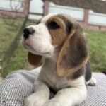 Patrik-male-Beagle-puppy-for-sale-5