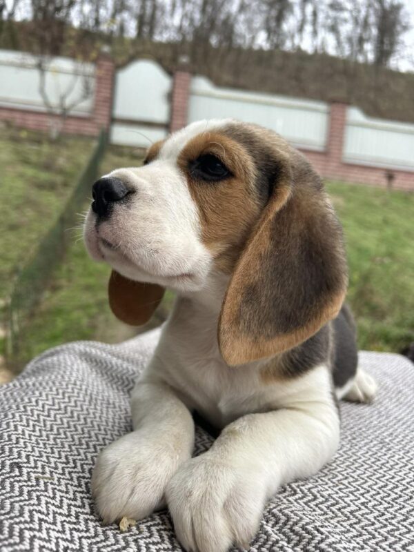 Patrik Beagle Patrik Beagle