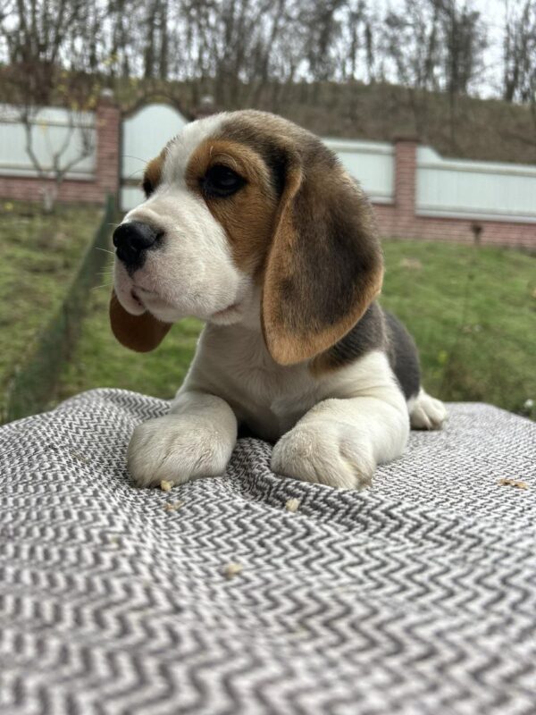 Patrik Beagle Patrik Beagle