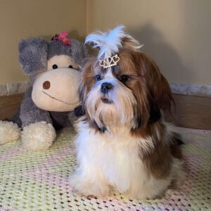 Petunia Shih Tzu