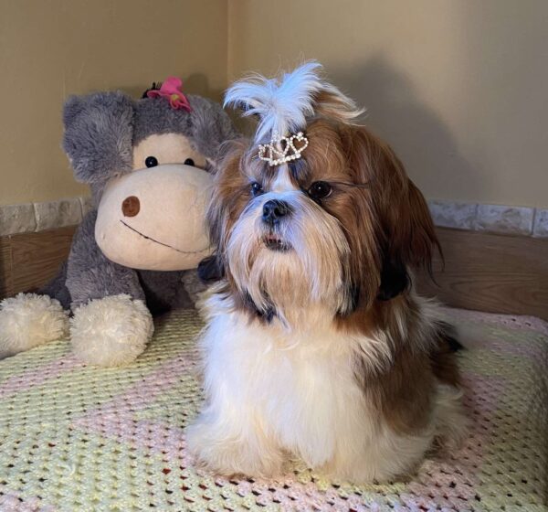 Petunia Shih Tzu