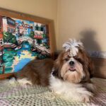 Petunia-female-shih-tzu-puppy-for-sale-1 (2)