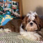 Petunia-female-shih-tzu-puppy-for-sale-1 (3)