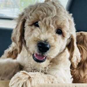 Pickles Goldendoodle