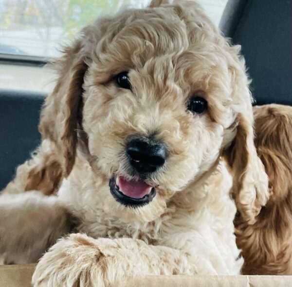 Pickles Goldendoodle