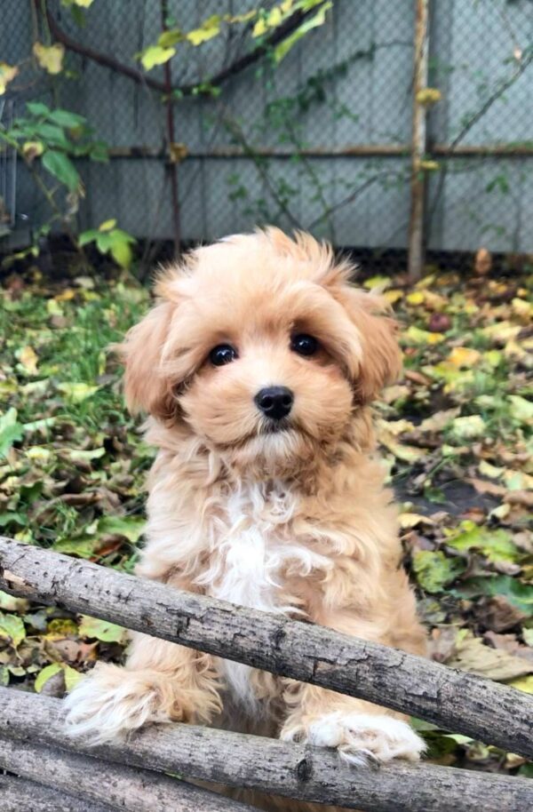 Ponka Maltipoo Ponka Maltipoo