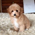 Ponka-female-Maltipoo-puppy-for-sale-2