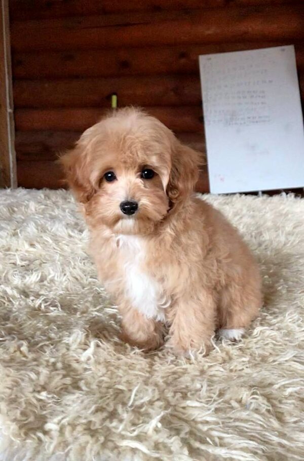 Ponka Maltipoo Ponka Maltipoo