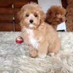 Ponka-female-Maltipoo-puppy-for-sale-3
