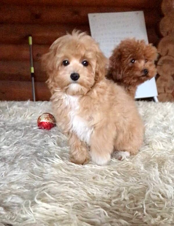 Ponka Maltipoo Ponka Maltipoo