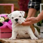 Rudolf English Bulldog