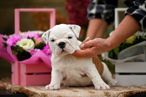 Rachelle English Bulldog