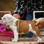Rachelle-female-english-bulldog-puppy-for-sale-1 (2)