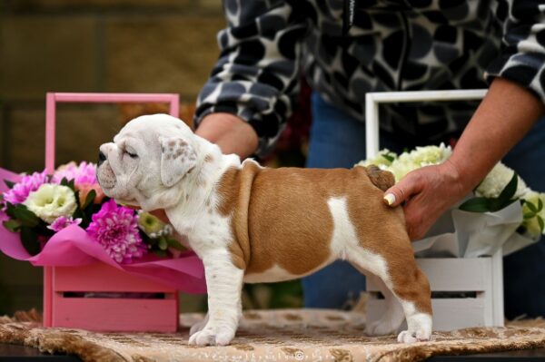 Rachelle English Bulldog