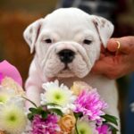 Rachelle-female-english-bulldog-puppy-for-sale-1 (3)