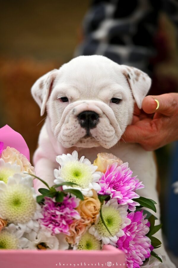 Rachelle English Bulldog
